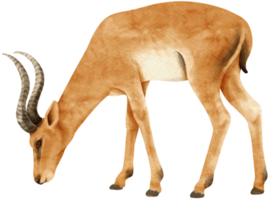 illustrazione dell'acquerello degli animali della savana della gazzella png