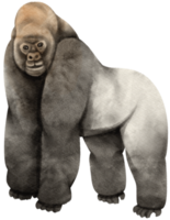 silverback gorilla vilda djur vattenfärg illustration png