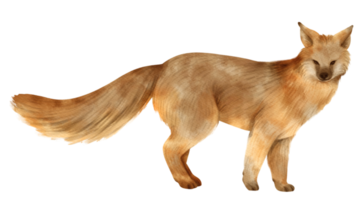 ilustração de aquarela de animais selvagens raposa
