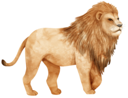 lion afrique faune animaux aquarelle illustration png
