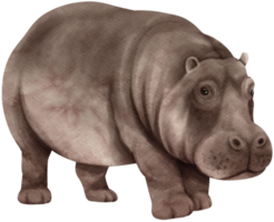 hipopótamo vida silvestre animales acuarela ilustración
