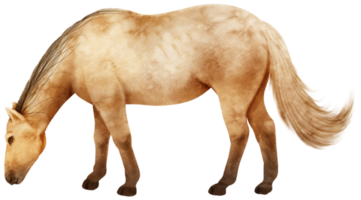 illustrazione dell'acquerello del cavallo marrone png