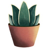 Snake plant in ceramic pot. Potted Sansevieria plant. Popular houseplant mother in law tongue. Dracaena trifasciata. png