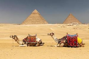 camellos en el complejo de la pirámide de giza, el cairo, egipto foto