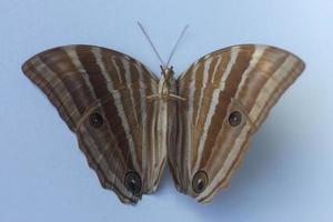 Bicyclus anynana or squinting bush brown butterfly on isolated background front and back view from the top photo