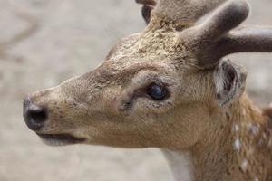 Chital or cheetal deer Axis axis, also known as spotted deer or axis deer in the Prambanan Temple Park in Indonesia. photo