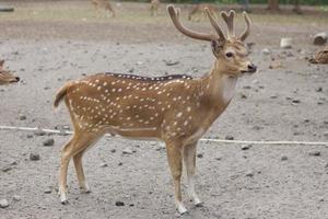 Chital or cheetal deer Axis axis, also known as spotted deer or axis deer in the Prambanan Temple Park in Indonesia. photo