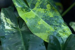 rara planta de interior tropical philodendron burle marx abigarrado sobre fondo bokeh con hojas de gotas de agua húmeda foto