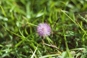 violeta mimosa pudica, planta espinosa sensible. foto