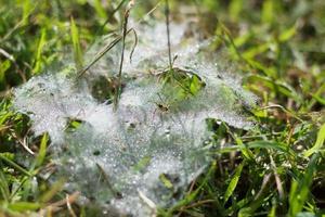 Beautiful cobwebs in tiny water drops on blurred natural green background. atmosphere abstract landscape with spider net in grass. photo