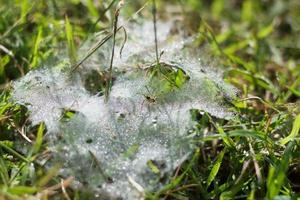 hermosas telarañas en pequeñas gotas de agua sobre un fondo verde natural borroso. atmósfera paisaje abstracto con red de araña en la hierba. foto