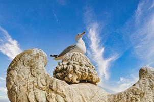 Sea bird in Rome city in Italy photo