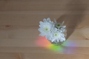The  Chrysanthemum flower was on a wooden table where the rainbow light reflected on it. photo
