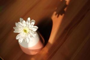 The Chrysanthemum flower is on a wooden table where sunlight hits it and creates a shadow. photo