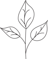 handgezeichnete florale Lineart, Blattelementillustration für Design png