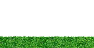 background of fresh spring green grass, Isolated On White photo