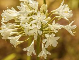 una flor de lirio africano blanco foto