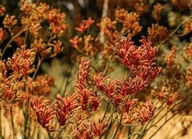 A field of Kangaroo Paw photo