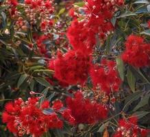 un árbol pohutukawa foto