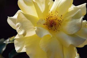 una rosa de té de color amarillo claro foto
