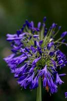 African Lily . Deep blue . Double image photo