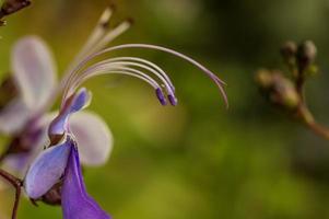 Blue Fountain Bush blooms . Side view photo