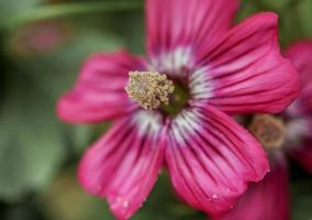 Island Mallow . Close up . Double image photo