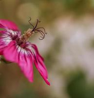 una flor de malva de la isla foto