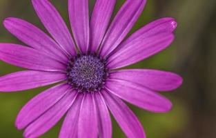 A lavender Cape Marguerite Daisy photo