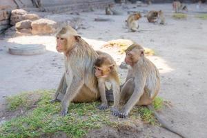 familia de monos sentados en el templo de phra prang sam yot, arquitectura antigua en lopburi, tailandia. seleccionar foco foto