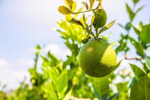 Close up of Lemon from a tree in a lemon grove. Copy space background photo