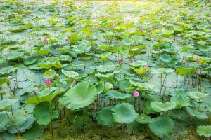paisaje de estanques de loto asiático en el lago en un campo tranquilo y silencioso. símbolo del budismo foto