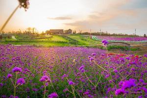 Landscape of blooming lavender flower field with beautiful house on mountain under the red colors of the summer sunset. photo