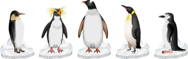 conjunto de diferentes tipos de pingüinos de pie sobre hielo vector