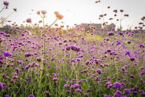 primer plano del fondo del campo de flores de lavanda en flor en la montaña bajo los colores rojos de la puesta de sol de verano. foto