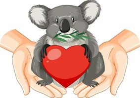 koala con corazón en manos humanas vector