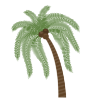 kokospalm, palmträd illustration png