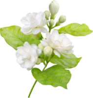 Jasmine flower and leaf, symbol of Mothers day in thailand png
