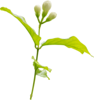 flor y hoja de jazmín, símbolo del día de la madre en tailandia png