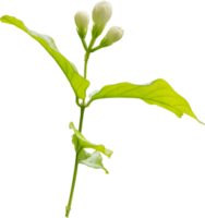 Jasmine flower and leaf, symbol of Mothers day in thailand png