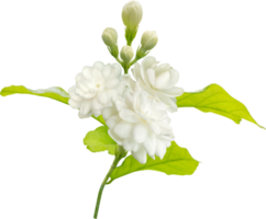 fleur et feuille de jasmin, symbole de la fête des mères en thaïlande
