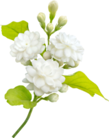 flor e folha de jasmim, símbolo do dia das mães na tailândia