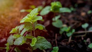 Peppermint seedlings are growing. In the field photo