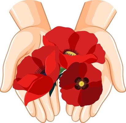 Human hands holding poppy flowers