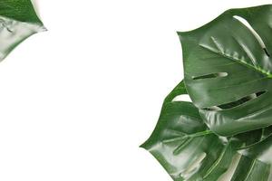 Green leaf background photo