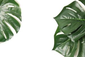 Green leaf background photo