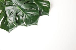 Green leaf background photo