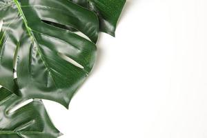 Green leaf background photo