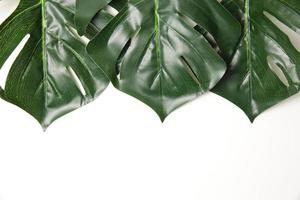 Green leaf background photo