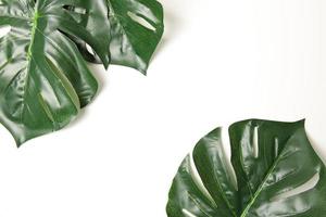 Green leaf background photo
